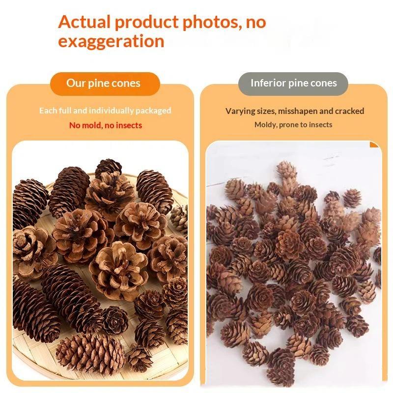 Pinhas Naturais Secas 5/10/20  - Dried Flower Bulk avaliação e preço