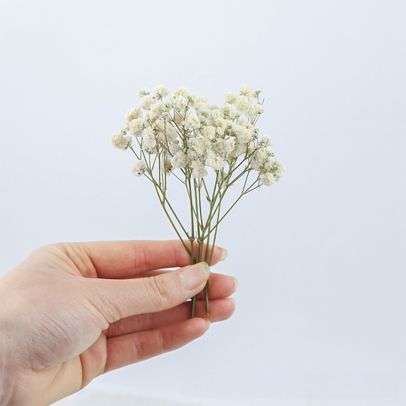 50 peças de flores de gipsófil - Dried Flower Bulk avaliação e preço