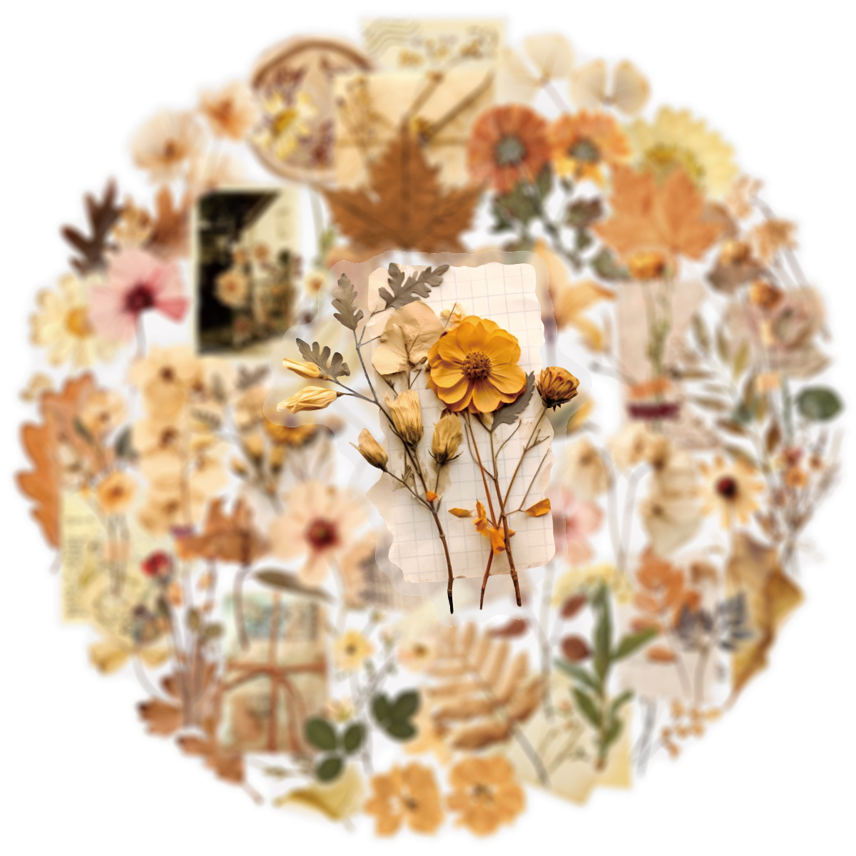 50 pçs transparente seco flor  - Dried Flower Bulk avaliação e preço