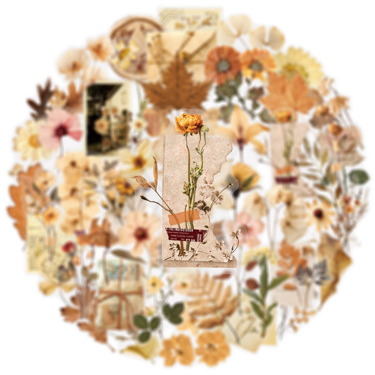 50 pçs transparente seco flor  - Dried Flower Bulk avaliação e preço